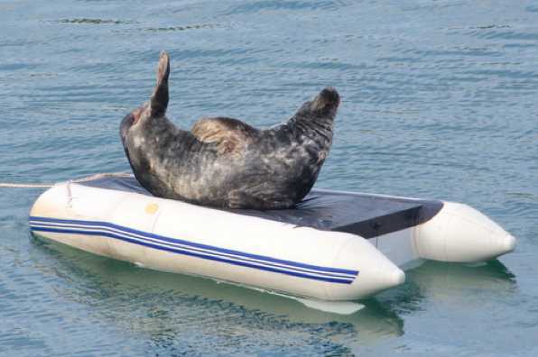 Windo 007     30 May 2019 - 19-08-29 
It is of course important for a seal-about-town to stay fit.